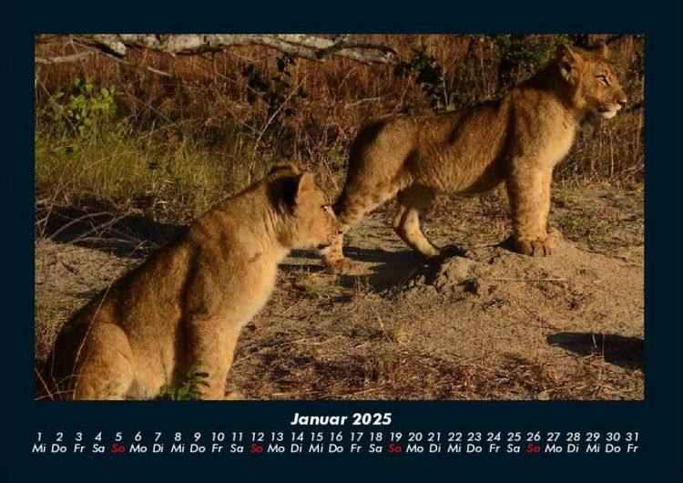 Produktbild: L&ouml;wen in der Wildnis 2025 Fotokalender DIN A4
