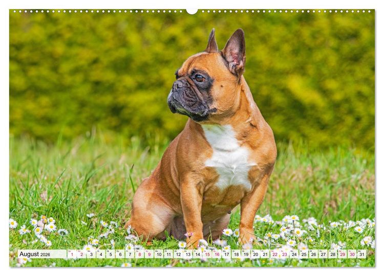 Produktbild: Kleine Helden - Franz&ouml;sische Bulldoggen (hochwertiger Premium Wandkalender 2026 DIN A2 quer), Kunstdruck in Hochglanz