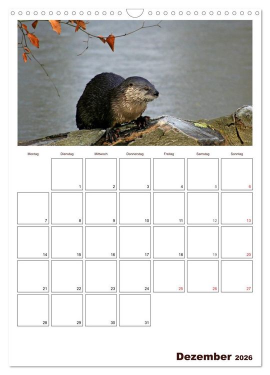 Produktbild: Der Fischotter-Terminplaner (Wandkalender 2026 DIN A3 hoch), CALVENDO Monatskalender