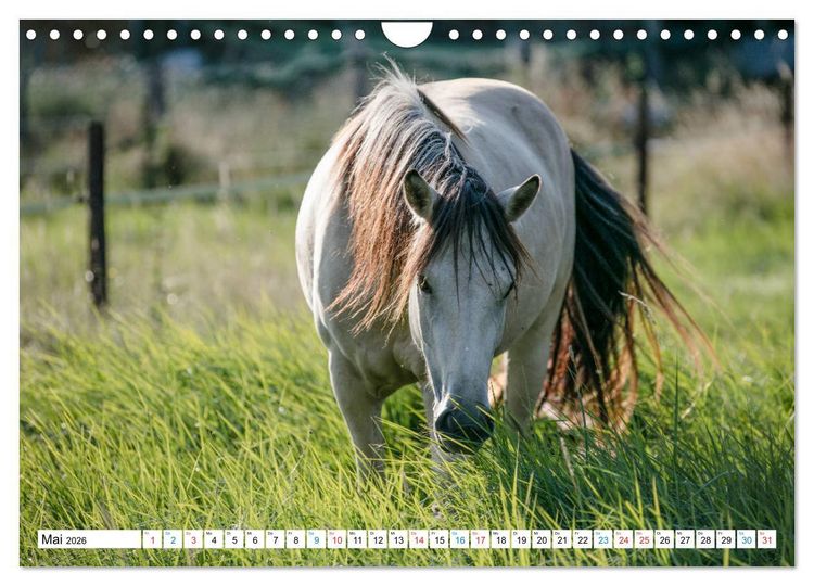 Produktbild: Durch das Jahr mit dem Connemara Pony Holly (Wandkalender 2026 DIN A4 quer), CALVENDO Monatskalender