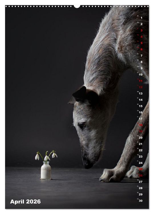 Produktbild: dogmuse deluxe (hochwertiger Premium Wandkalender 2026 DIN A2 hoch), Kunstdruck in Hochglanz