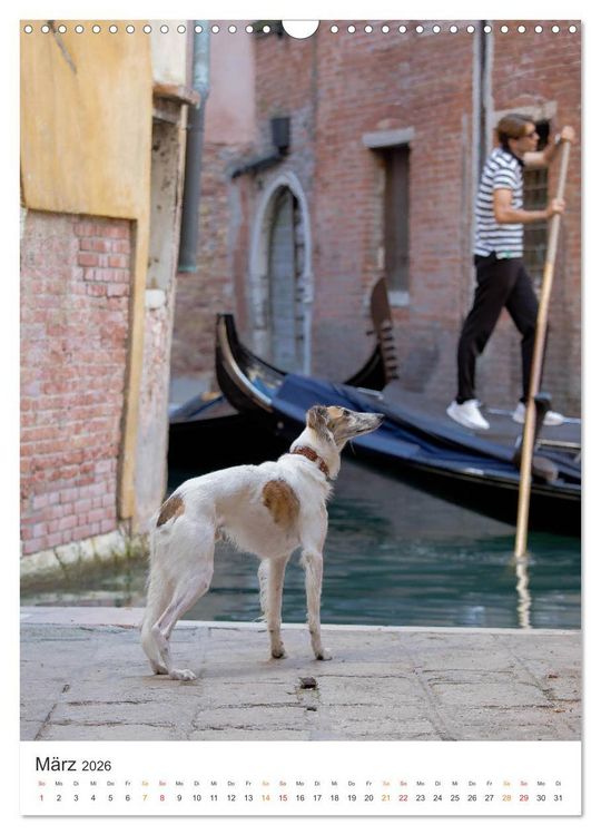 Produktbild: Silken Windsprites - Zwei Windhunde erobern die Lagunenstadt Venedig (Wandkalender 2026 DIN A3 hoch), CALVENDO Monatskalender