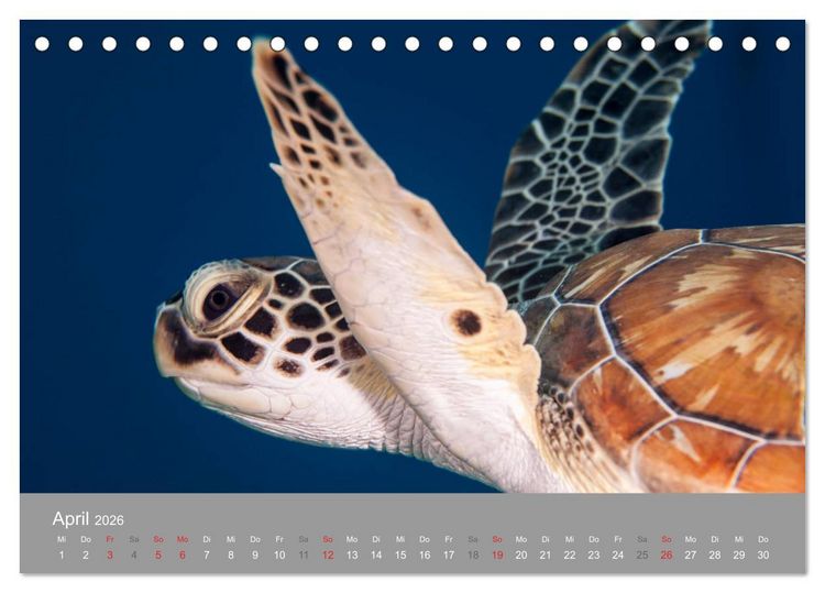 Produktbild: Meeresschildkr&ouml;ten der Karibik (Tischkalender 2026 DIN A5 quer), CALVENDO Monatskalender
