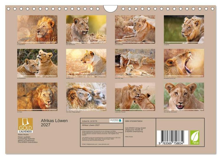 Produktbild: Afrikas L&ouml;wen 2027 (Wandkalender 2027 DIN A4 quer), CALVENDO Monatskalender