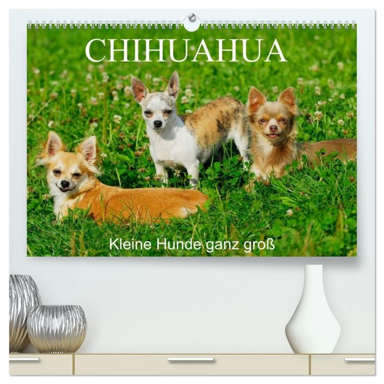 Produktbild: Chihuahua - Kleine Hunde ganz gro&szlig; (hochwertiger Premium Wandkalender 2026 DIN A2 quer), Kunstdruck in Hochglanz