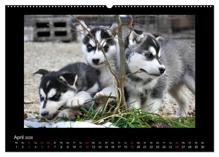 Produktbild: Husky-Kalender (Wandkalender 2026 DIN A2 quer), CALVENDO Monatskalender
