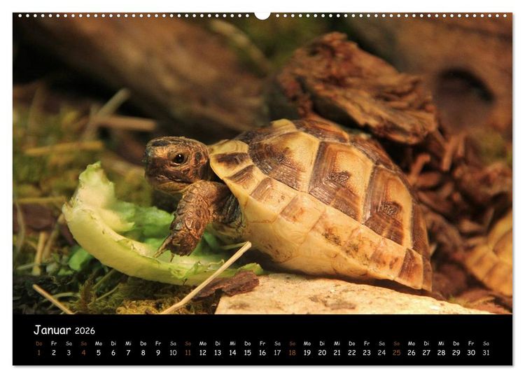 Produktbild: Reptilien 2026 (hochwertiger Premium Wandkalender 2026 DIN A2 quer), Kunstdruck in Hochglanz