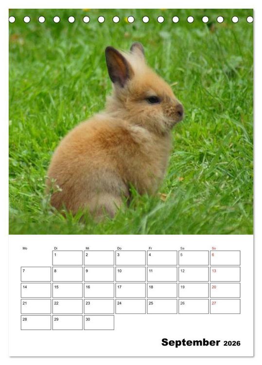 Produktbild: Kaninchen Terminplaner (Tischkalender 2026 DIN A5 hoch), CALVENDO Monatskalender
