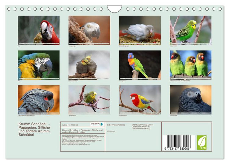 Produktbild: Krumm Schn&auml;bel - Papageien, Sittiche und andere Krumm Schn&auml;bel (Wandkalender 2026 DIN A4 quer), CALVENDO Monatskalender