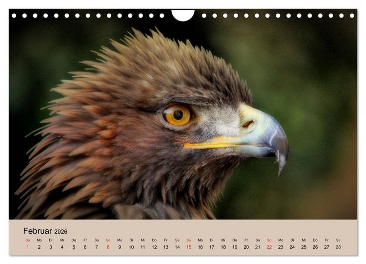 Produktbild: Der Steinadler. Majest&auml;tischer Greifvogel (Wandkalender 2026 DIN A4 quer), CALVENDO Monatskalender