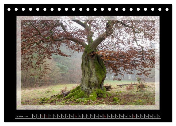 Produktbild: Zauberwald HALLOH (Tischkalender 2026 DIN A5 quer), CALVENDO Monatskalender