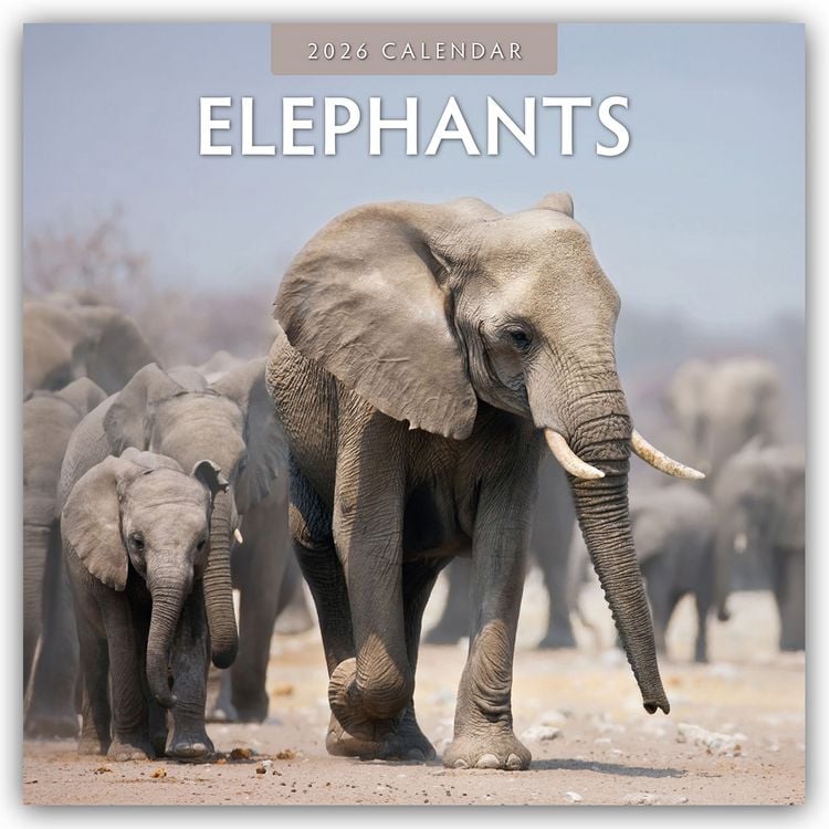 Produktbild: Elephants – Elefanten 2026 – 16-Monatskalender