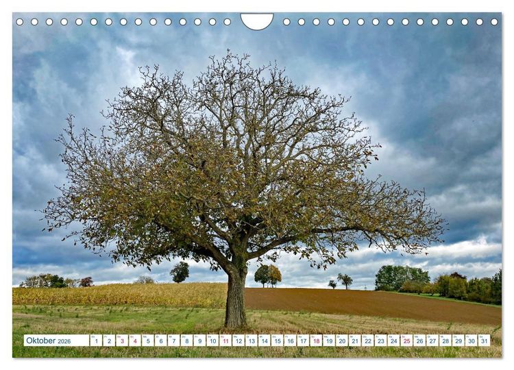 Produktbild: Ein Nussbaum von Januar bis Dezember (Wandkalender 2026 DIN A4 quer), CALVENDO Monatskalender