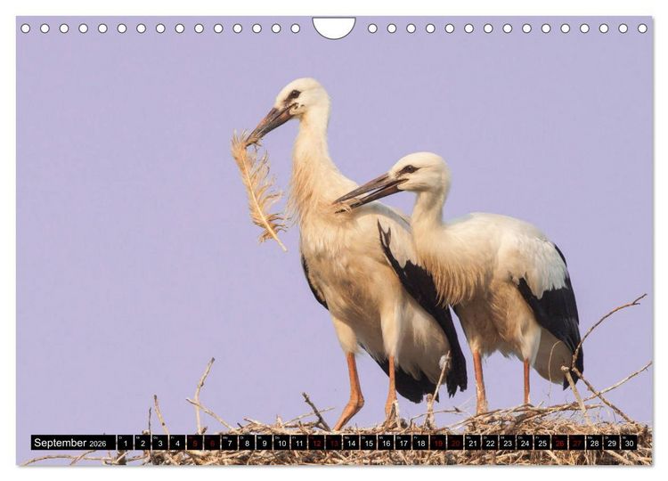 Produktbild: Die Sandersh&auml;user St&ouml;rche (Wandkalender 2026 DIN A4 quer), CALVENDO Monatskalender
