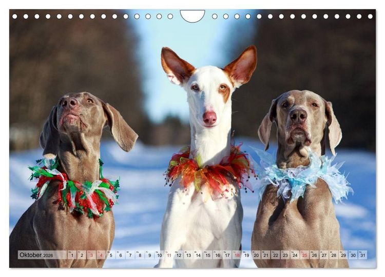 Produktbild: Beste Freunde - Bezaubernde Tierfreundschaften (Wandkalender 2026 DIN A4 quer), CALVENDO Monatskalender