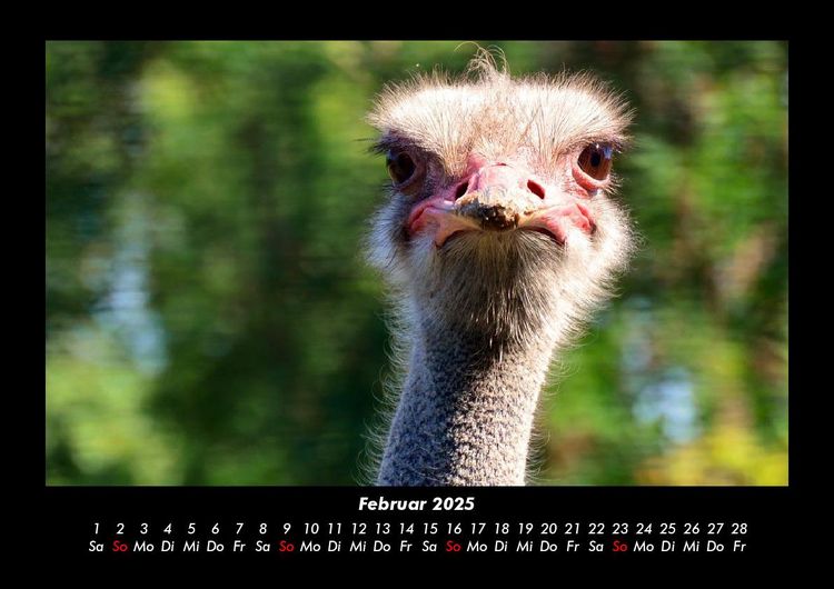 Produktbild: Welt der V&ouml;gel 2025 Fotokalender DIN A3