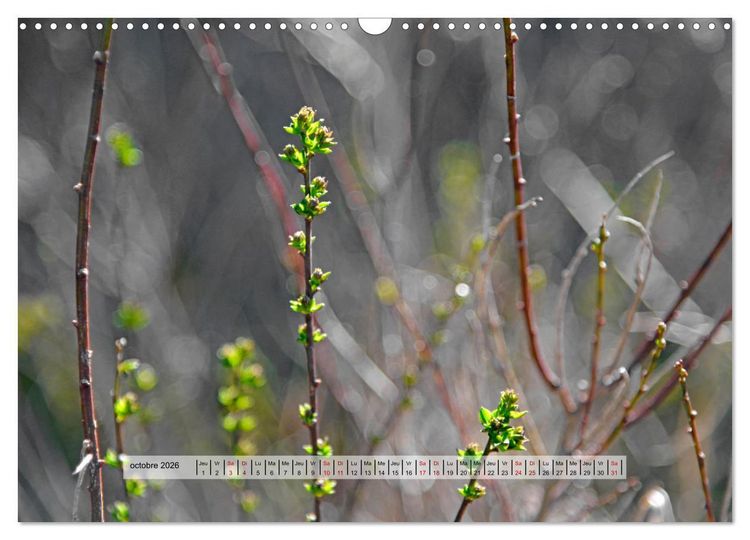 Produktbild: &Eacute;CLORE (Calendrier mural 2026 DIN A3 vertical), CALVENDO calendrier mensuel