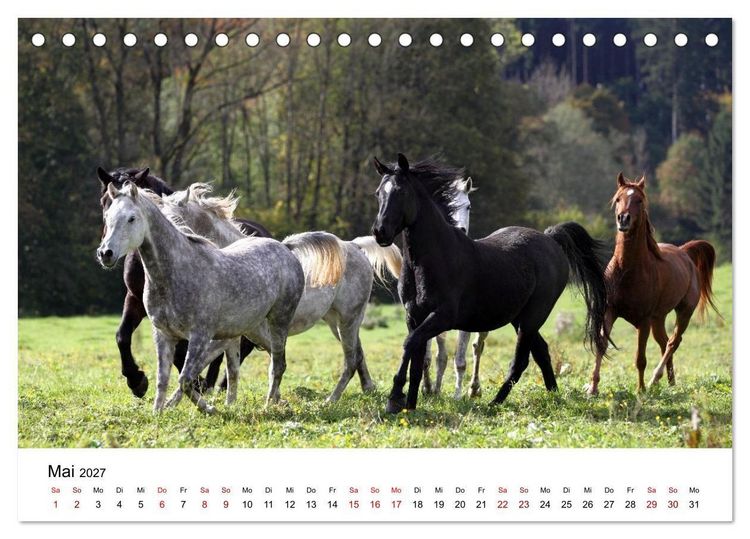 Produktbild: Pferde - im Galopp durch's Jahr 2027 (Tischkalender 2027 DIN A5 quer), CALVENDO Monatskalender