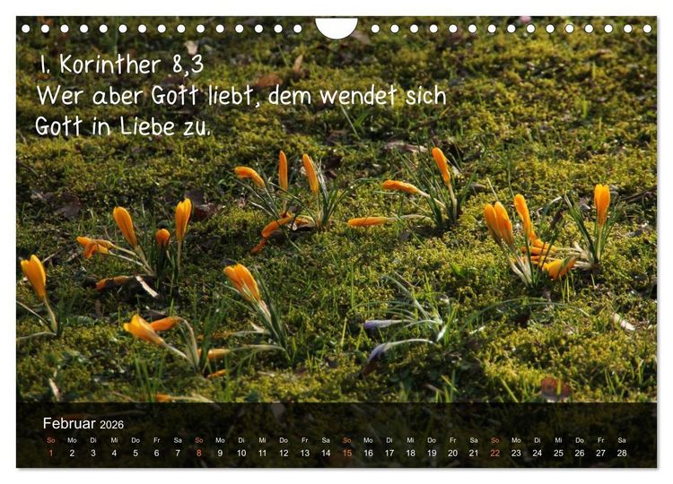 Produktbild: Sch&ouml;pfung im Licht (Wandkalender 2026 DIN A4 quer), CALVENDO Monatskalender