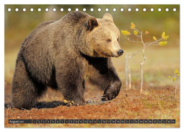Produktbild: Magie des Augenblicks - B&auml;ren in nordischen W&auml;ldern (Tischkalender 2027 DIN A5 quer), CALVENDO Monatskalender