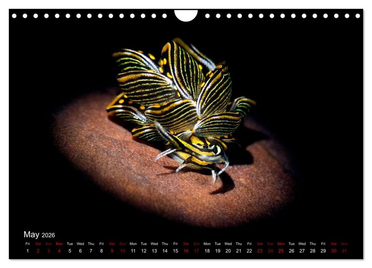 Produktbild: Diving in Indonesia - BEAUTIFUL NUDIBRANCHS (Wall Calendar 2026 DIN A4 landscape), CALVENDO 12 Month Wall Calendar