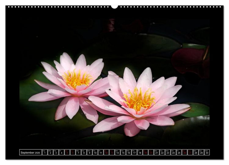 Produktbild: Mysterious plant portraits (Wall Calendar 2026 DIN A2 landscape), CALVENDO 12 Month Wall Calendar