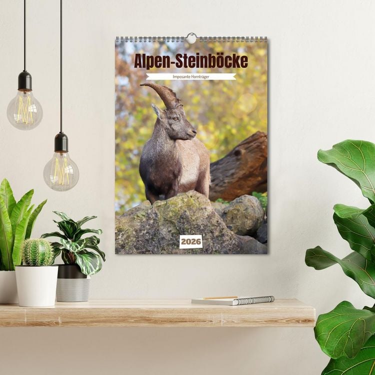 Produktbild: Alpen-Steinb&ouml;cke, imposante Horntr&auml;ger (Wandkalender 2026 DIN A3 hoch), CALVENDO Monatskalender