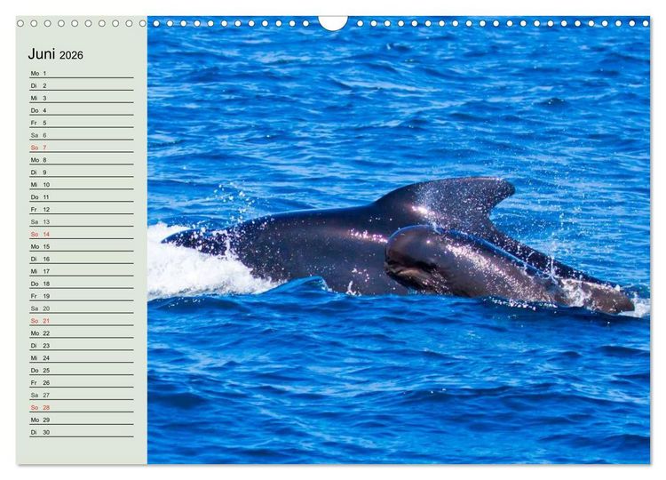 Produktbild: Leben in den Weltmeeren. Delfine, Wale und Haie (Wandkalender 2026 DIN A3 quer), CALVENDO Monatskalender
