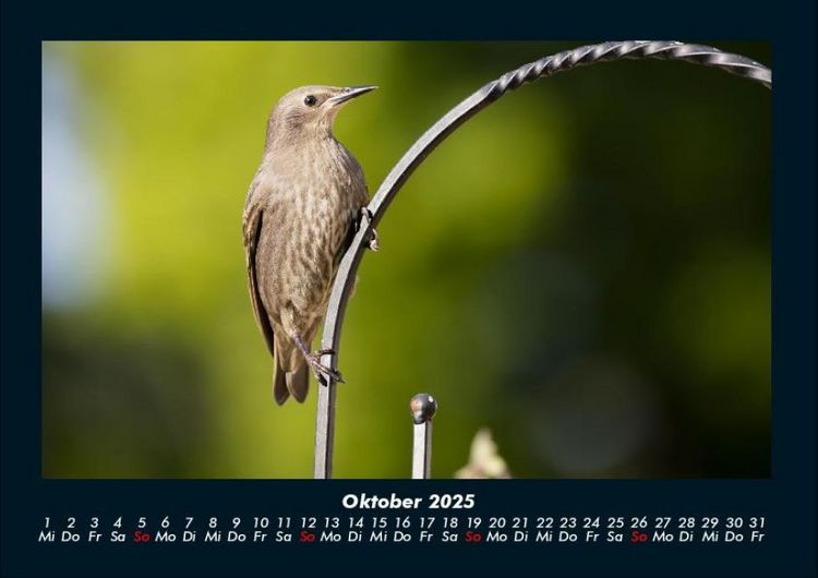 Produktbild: Welt der V&ouml;gel 2025 Fotokalender DIN A4