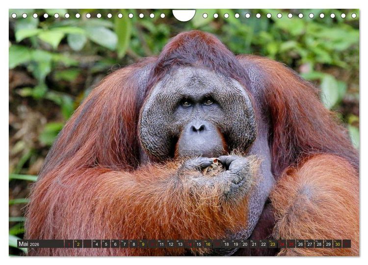 Produktbild: Waldmenschen - Orang Utans auf Borneo (Wandkalender 2026 DIN A4 quer), CALVENDO Monatskalender