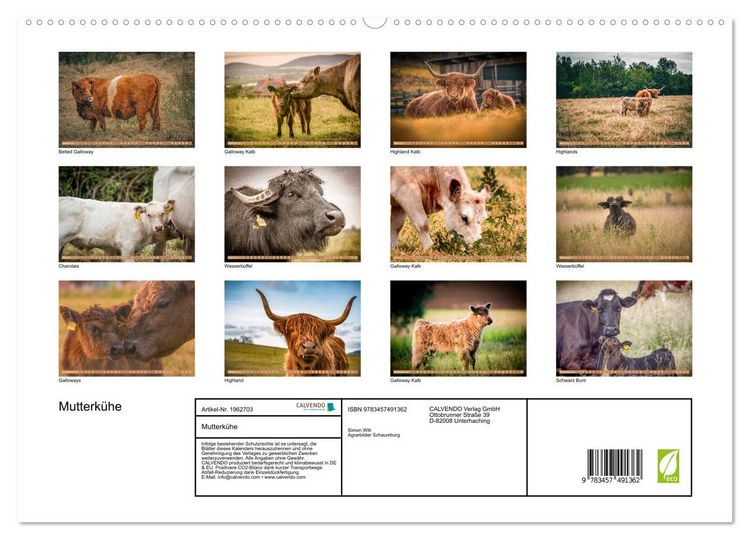 Produktbild: Mutterk&uuml;he (hochwertiger Premium Wandkalender 2026 DIN A2 quer), Kunstdruck in Hochglanz