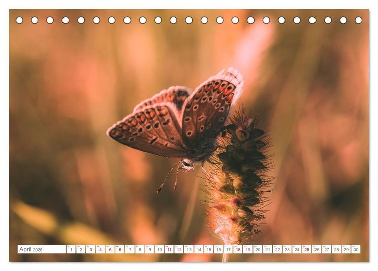 Produktbild: In der Natur unterwegs (Tischkalender 2026 DIN A5 quer), CALVENDO Monatskalender