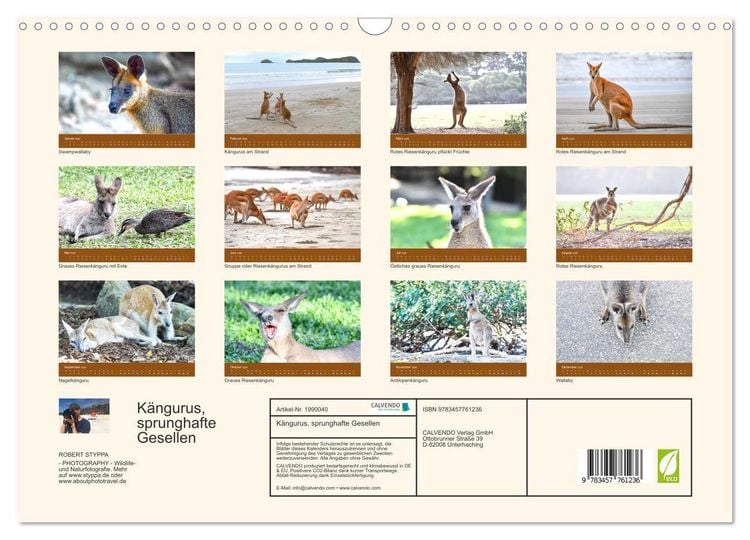 Produktbild: K&auml;ngurus, sprunghafte Gesellen (Wandkalender 2026 DIN A3 quer), CALVENDO Monatskalender