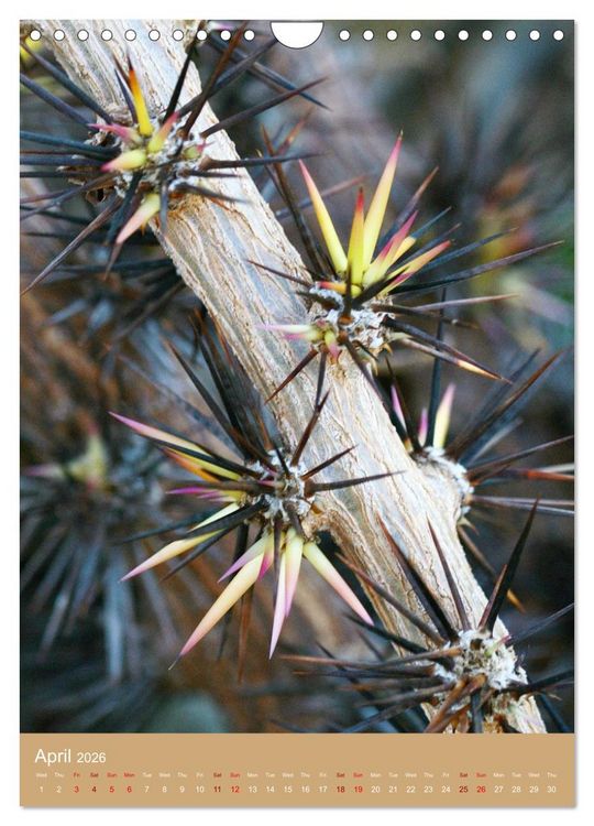 Produktbild: Succulents and Cacti - Strong Thorns, Delicate Blooms (Wall Calendar 2026 DIN A4 portrait), CALVENDO 12 Month Wall Calendar