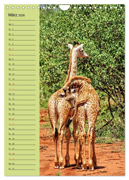 Produktbild: Giraffen. Voller Stolz und Grazie (Wandkalender 2026 DIN A4 hoch), CALVENDO Monatskalender