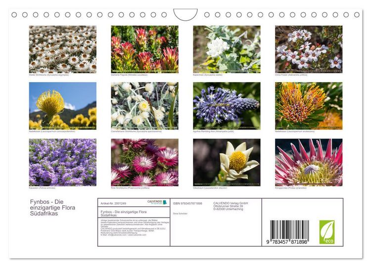 Produktbild: Fynbos - Die einzigartige Flora S&uuml;dafrikas (Wandkalender 2026 DIN A4 quer), CALVENDO Monatskalender