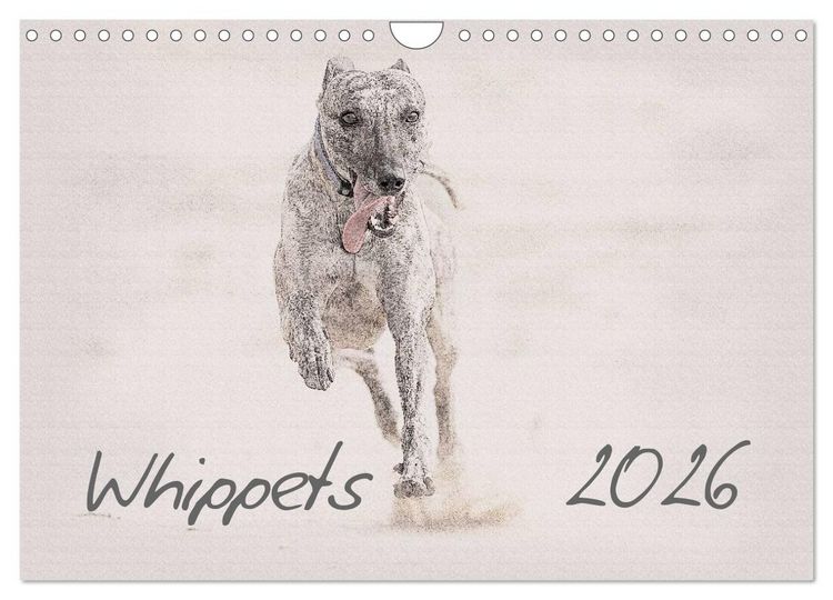Produktbild: Whippet 2026 (Wandkalender 2026 DIN A4 quer), CALVENDO Monatskalender