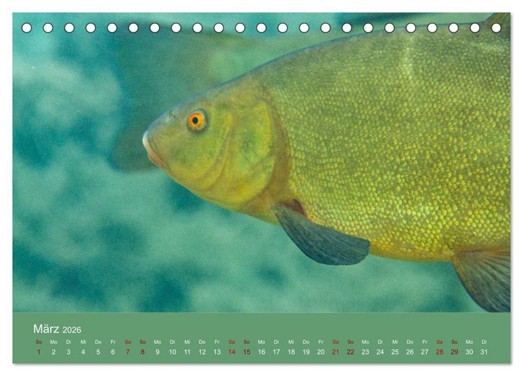 Produktbild: Faszination S&uuml;sswasser (Tischkalender 2026 DIN A5 quer), CALVENDO Monatskalender