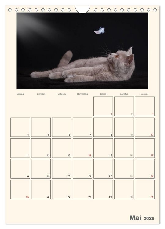 Produktbild: Schmusige Britisch Kurzhaar (Wandkalender 2026 DIN A4 hoch), CALVENDO Monatskalender