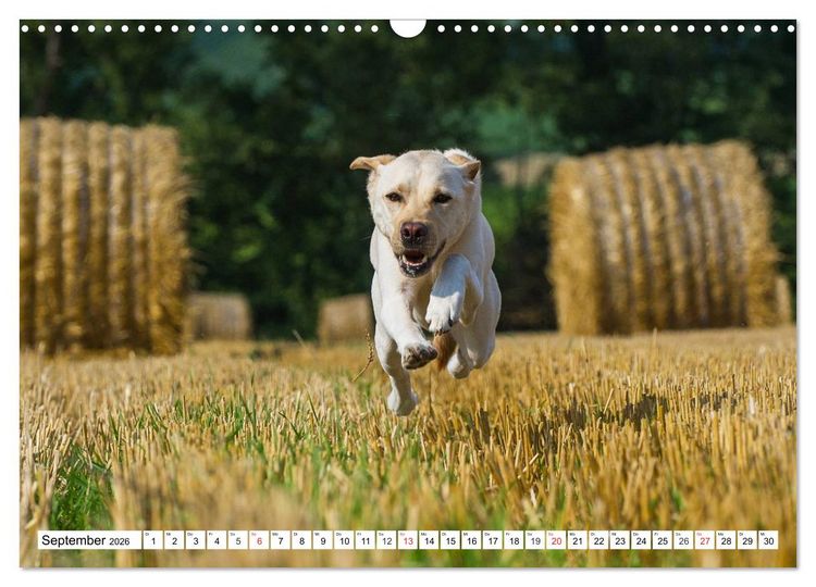 Produktbild: Labrador Retriever - Freunde f&uuml;r&acute;s Leben (Wandkalender 2026 DIN A3 quer), CALVENDO Monatskalender