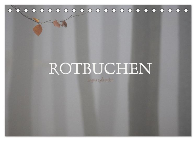 Produktbild: Rotbuchen (Tischkalender 2026 DIN A5 quer), CALVENDO Monatskalender