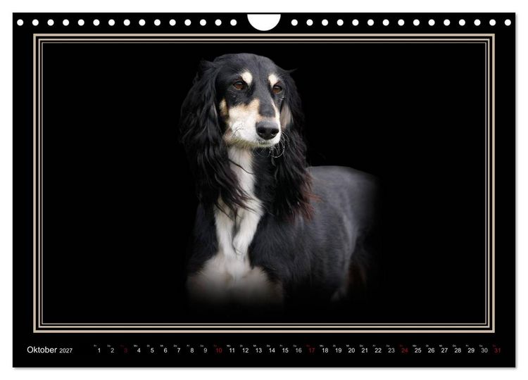 Produktbild: Saluki 2027 (Wandkalender 2027 DIN A4 quer), CALVENDO Monatskalender