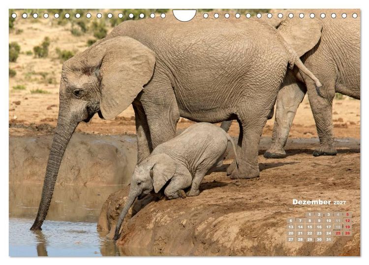 Produktbild: Afrikas Tierwelt: Elefantenbabys (Wandkalender 2027 DIN A4 quer), CALVENDO Monatskalender