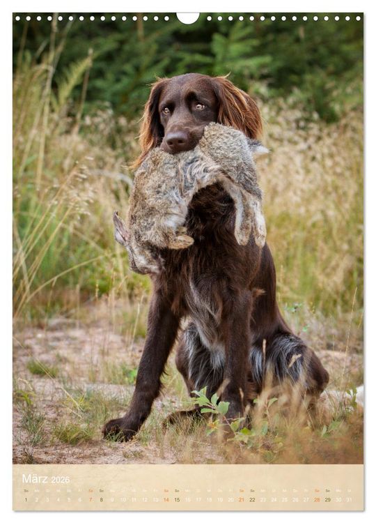 Produktbild: Deutsch Langhaar Butz - Jagdhund mit Passion und Herzblut (Wandkalender 2026 DIN A3 hoch), CALVENDO Monatskalender