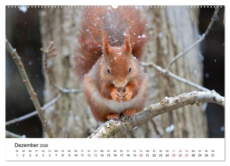 Produktbild: Eichh&ouml;rnchen - Kleine Kobolde im Roten Pelz (hochwertiger Premium Wandkalender 2026 DIN A2 quer), Kunstdruck in Hochglanz