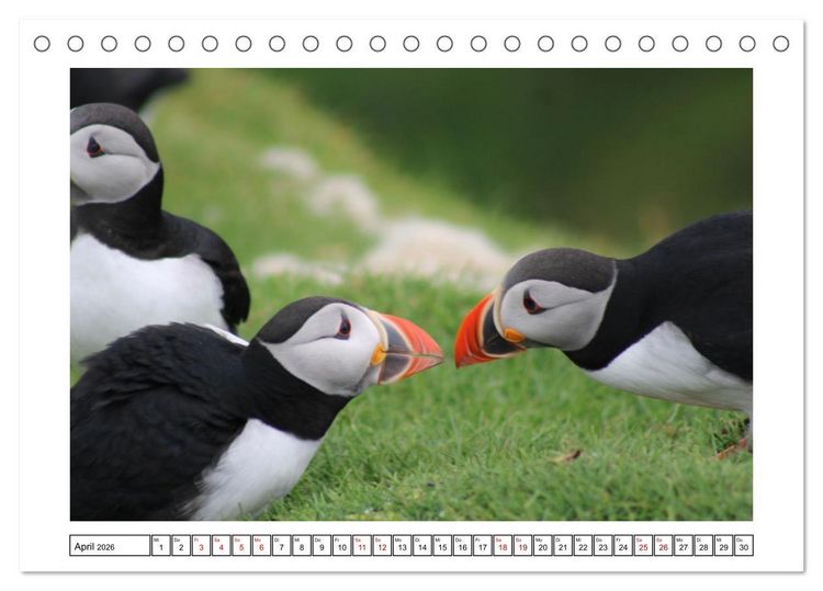 Produktbild: Papageientaucher 2026 - Magische V&ouml;gel des Nordmeers (Tischkalender 2026 DIN A5 quer), CALVENDO Monatskalender