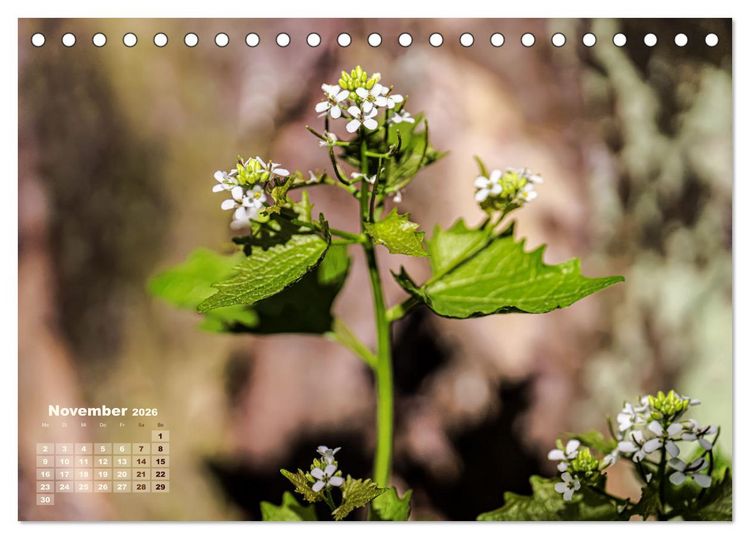 Produktbild: Fr&uuml;hlingstr&auml;ume in Wei&szlig; (Tischkalender 2026 DIN A5 quer), CALVENDO Monatskalender