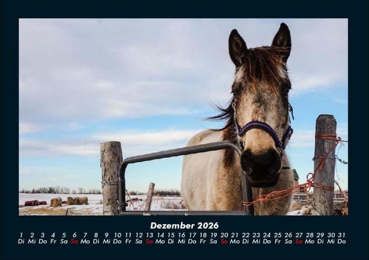 Produktbild: Pferdegefl&uuml;ster 2026 Fotokalender DIN A4