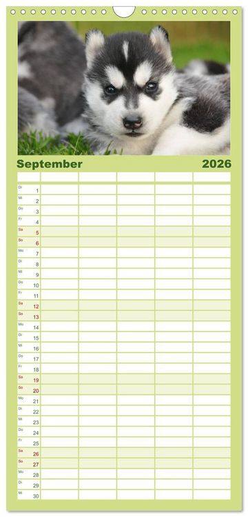 Produktbild: Familienplaner 2026 - Siberian Husky - der Urtyp mit 5 Spalten (Wandkalender, 21 x 45 cm) CALVENDO