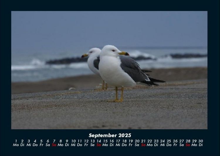 Produktbild: M&ouml;wen 2025 Fotokalender DIN A4